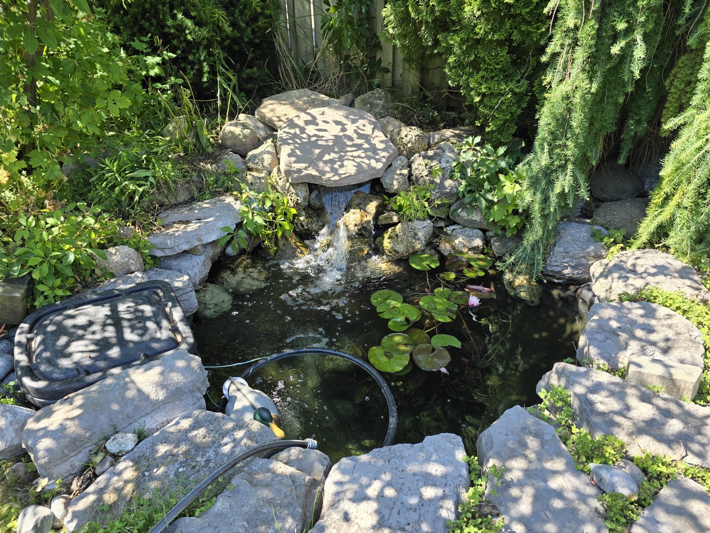 Tropic Ponds project photo 15