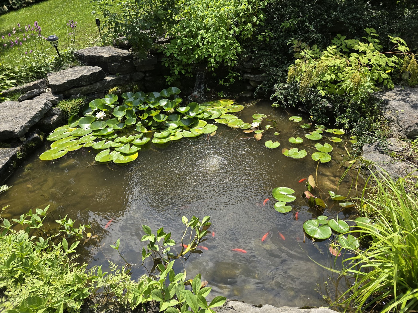 Tropic Ponds project photo 16