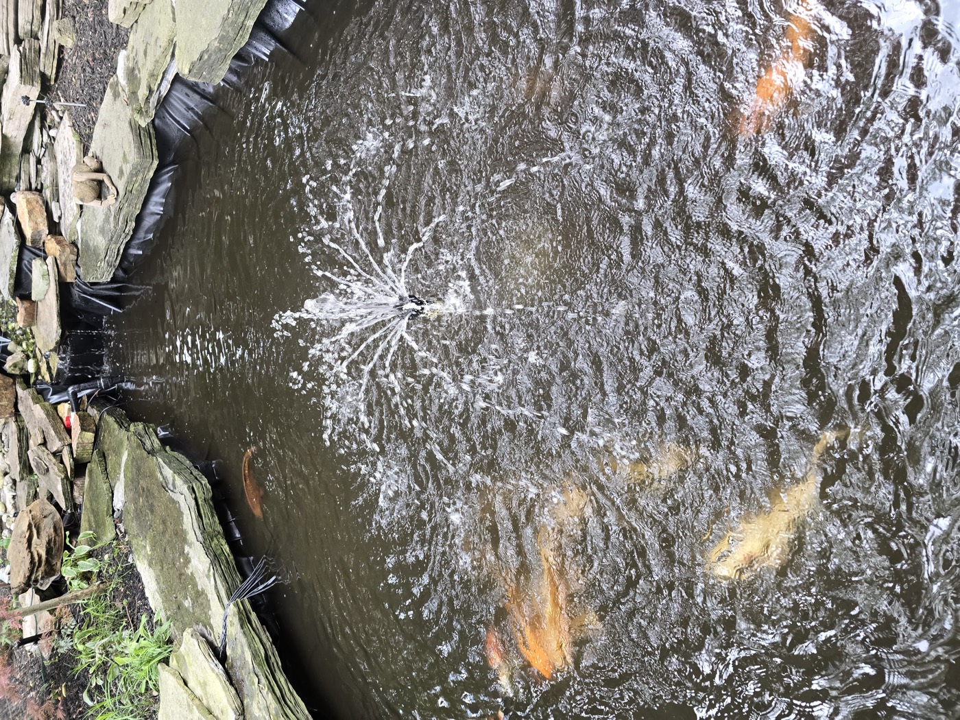 Tropic Ponds project photo 17